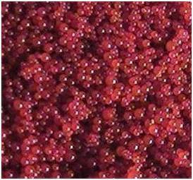 Hạt nhựa trao đổi ion