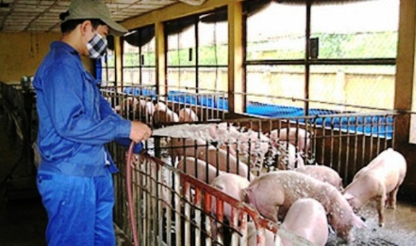 Hệ thông xử lý nước thải chăn nuôi Hệ thông xử lý nước thải chăn nuôi
